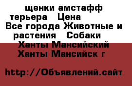 щенки амстафф терьера › Цена ­ 30 000 - Все города Животные и растения » Собаки   . Ханты-Мансийский,Ханты-Мансийск г.